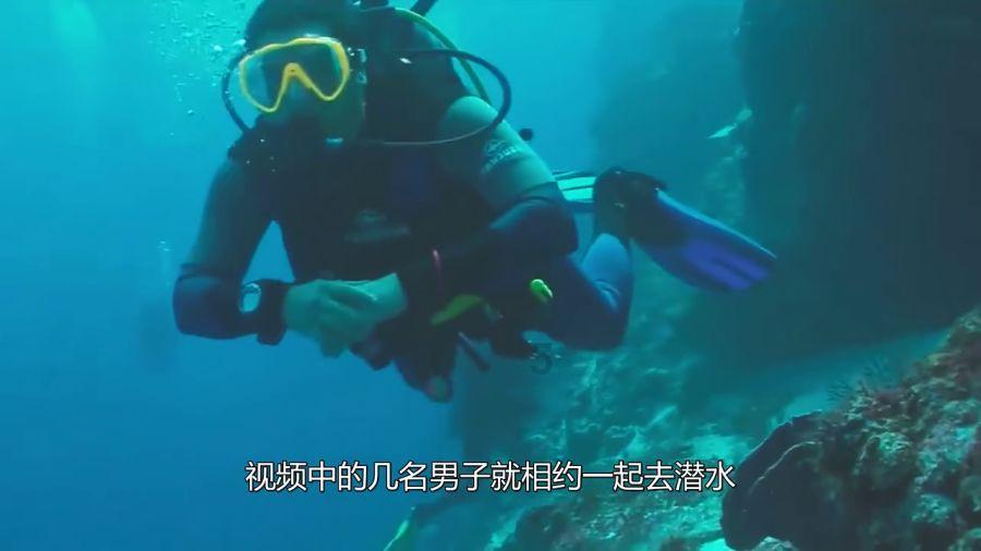 长在树上的茄子